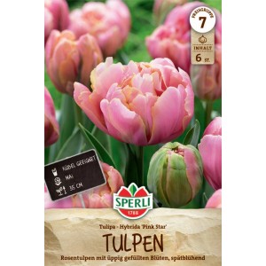 Sperli Blumenzwiebel Gefüllte Späte Tulpe Pink Star, rosa-apricot farben mit grünen Blättern.