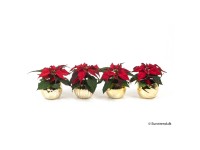 Weihnachtsstern Mini Euphorbia pulcherrima Weihnachtstopf Gold Ø 6 cm