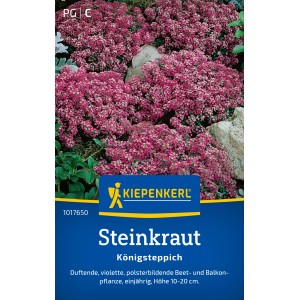 Kiepenkerl Alysse saxatile Tapis Royal Alyssum avec des fleurs violettes dans le parterre.