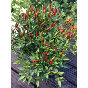 Pianta di peperoncino Thai Blu Bio in vaso con piccoli frutti appuntiti verdi e rossi.