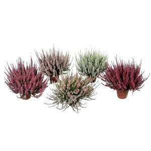 Verschiedenfarbige Knospenblüher-Heide Calluna Garden Girls im 11 cm Topf.