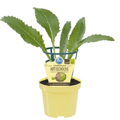 Artichaut légumes Pot-Ø env. 11 cm Cynara