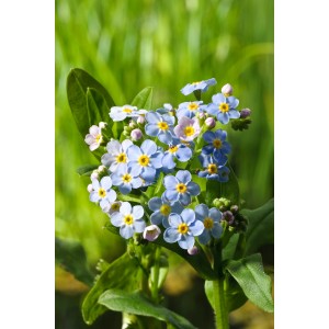 Nontiscordardimé palustre blu (Myosotis palustris) in vaso, pianta da laghetto per la zona ripariale.