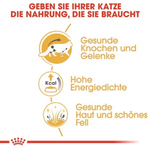 Royal Canin Maine Coon Adult cibo umido per gatti: illustrazione di ossa sane, energia e pelo.