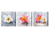 Leinwand-Wandbild Frangipani 30 x 30 cm 3er-Set