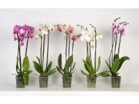Schmetterlingsorchidee Phalaenopsis 3-Trieber verschiedene Farben Topf Ø 12 cm /