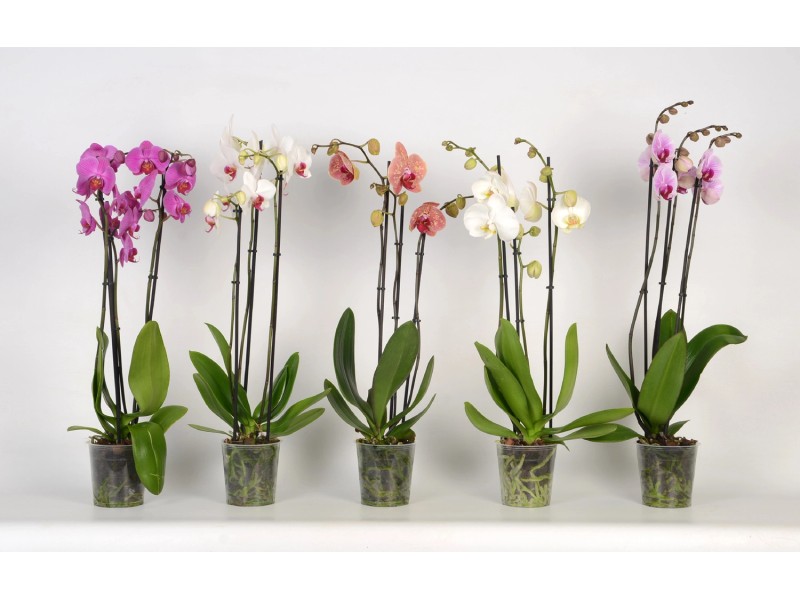 Pianta artificiale senza vaso Orchidea in vaso H 50 x Ø 17 cm