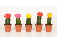 Gymnocalicium-Mix gepfropft Topf Ø 5,5 cm / 1 Stk.