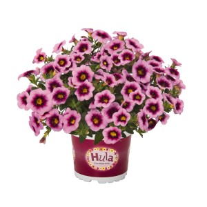 Pétunia Calibrachoa Hula en pot, plante retombante rose-violet pour balcon et jardin.