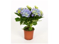 Hortensie in Farben Hydrangea macrophylla Topf  Ø 15 cm / 1 Stk.
