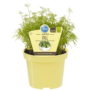 Blu Aneth Bio pot Ø 12cm : Aneth frais et vert en pot jaune pour cuisine & jardin.