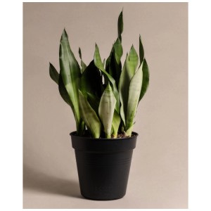 Feey Sansevieria Moonshine en pot noir, une plante d'intérieur facile d'entretien.