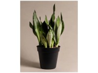 Feey Sansevieria trifasciata Moonshine Höhe 50 - 70 cm