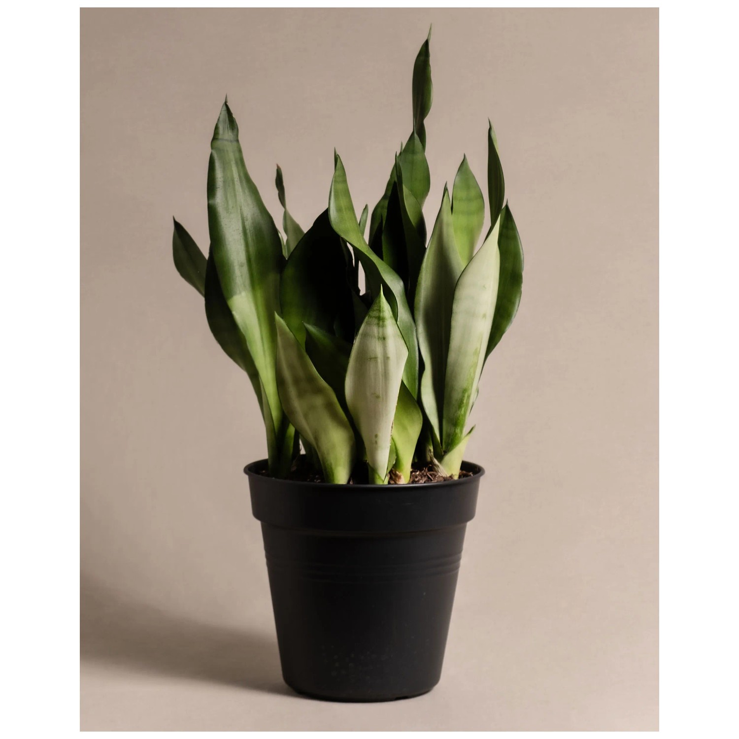 Feey Sansevieria trifasciata Moonshine Hhe 50 - 70 cm