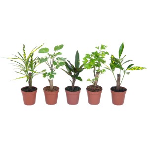 Différentes variétés de Croton Cane (Codiaeum variegatum) en pot, plante ornementale à feuillage.