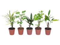 Mini-Grünpflanzen-Mix Stämmchen verschiedene Sorten Topf Ø ca. 5,5 cm / 1 Stk.