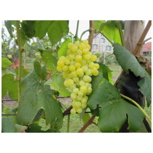 Uva Robustrebe Himrod con grappoli maturi giallo chiaro e foglie verdi.