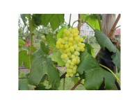 Traube Robustrebe Himrod