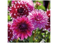 Grow by OBI Dahlien Mystic Summer Mixed 3 Stk. Grow by OBI Dahlien Mystic Summer Mixed 3 Stk.