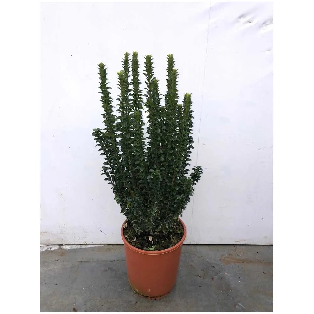 Evonimo Euonymus japonicus pianta da siepe sempreverde in vaso ø19 cm FOTO REALI
