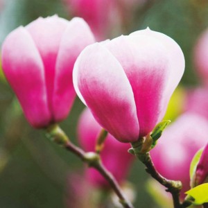 Primo piano: Magnolia tulipifera rosa e bianca con grandi boccioli.