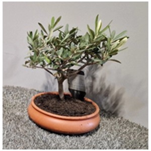 Olivo Olea europaea in vaso di terracotta, Ø 20 cm, per balcone e terrazza.