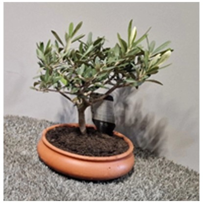 Olivo Olea europaea ciotola in terracotta Ø 20 cm