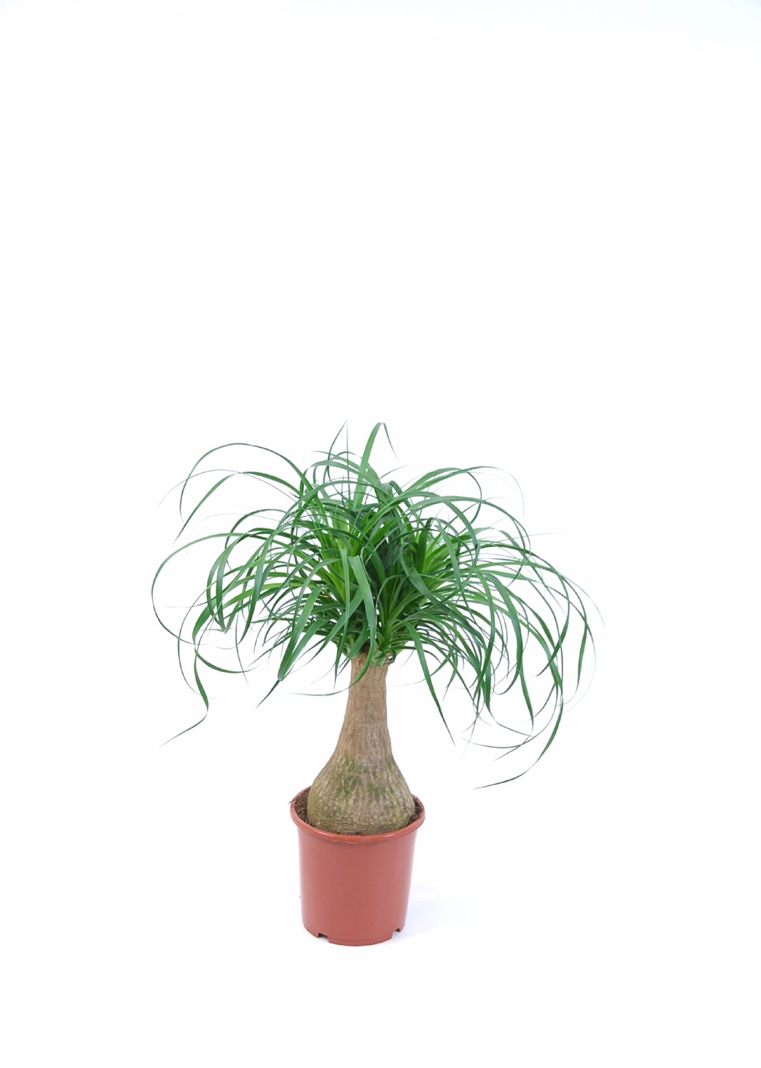 Elefantenfuss "Beaucarnea recurvata" Topf 17 cm kaufen bei OBI