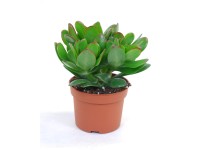 Crassula ovata 