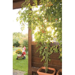 Plant de tomate avec tuteur en acier galvanisé, support spiralé.