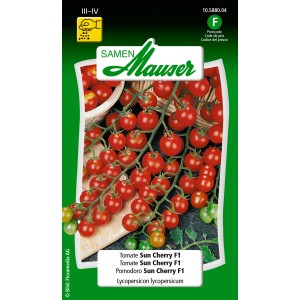 Sachet de graines de tomates Sun Cherry F1 : Tomates cerises douces sur la branche.