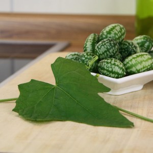 Mini-concombres mexicains en pot, petits fruits rayés dans un bol blanc avec feuille.