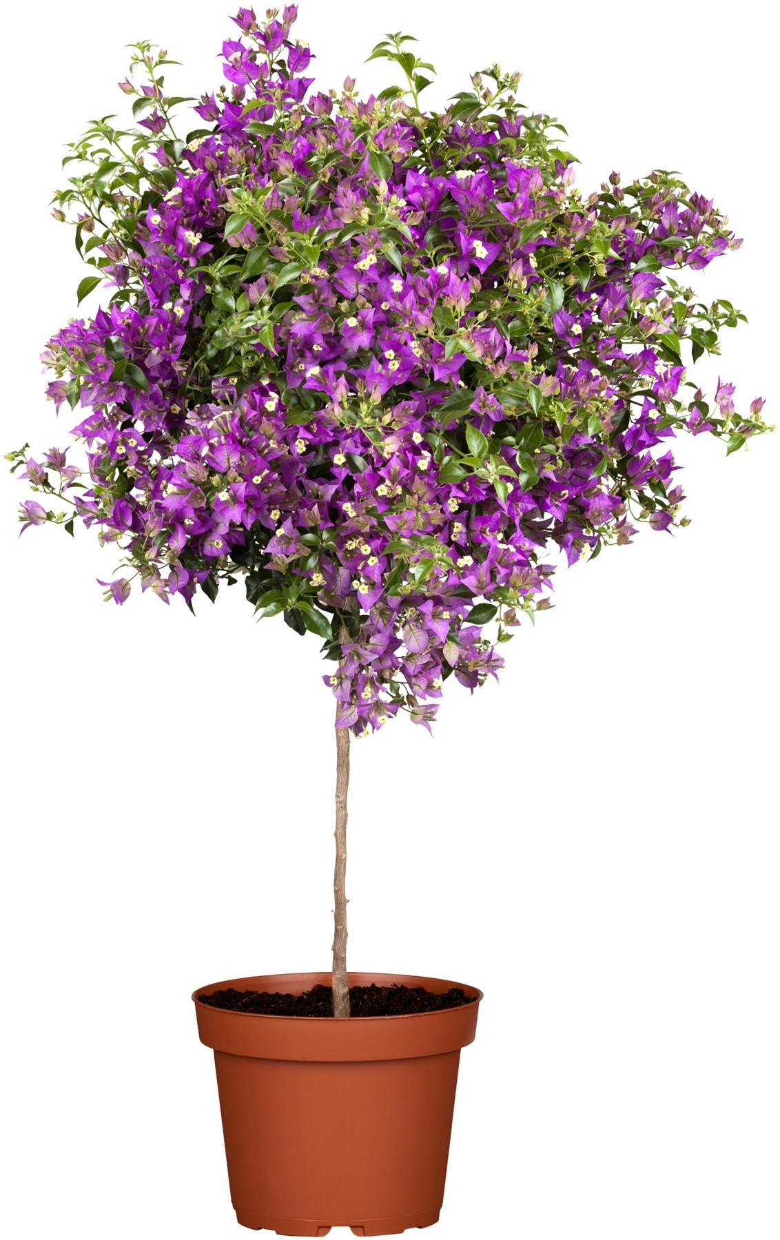 Drillingsblume Stamm TopfØ ca. 19 cm Bougainvillea kaufen bei OBI
