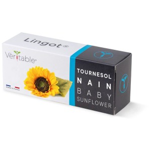 Véritable Lingot Tournesol Nain Baby : Recharge pour jardin d'intérieur avec tournesols nains.