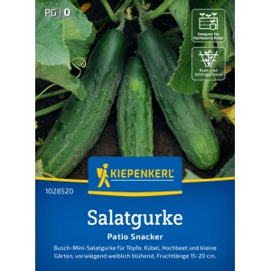Concombre Kiepenkerl Patio Snacker F1, concombres vert foncé et croquants dans le jardin.