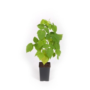 Framboisier Meeker, env. 30-40 cm de haut, en pot.