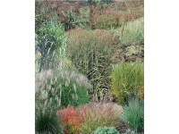 Gräser-Mix Indian Summer verschiedene Sorten Topf 5 l / 1 Stk. Gräser-Mix Indian Summer verschiedene Sorten Topf 5 l / 1 Stk.