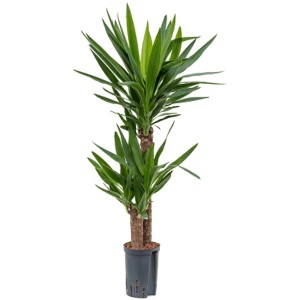 Yucca elephantipes en pot, plante d'intérieur d'environ 90 cm de haut. Plante décorative.