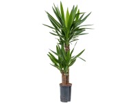 Hydropflanze Palmlilie Yucca elephantipes Topf Ø 15 cm / Höhe 90 cm