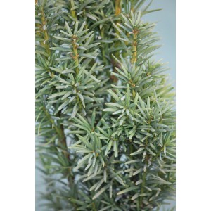 Primo piano di un tasso comune (Taxus) verde in vaso da 3l.