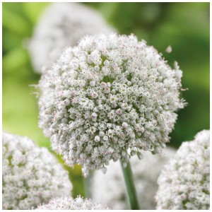 Gros plan d'une fleur d'ail d'ornement blanc 'Ping Pong' de GROW by OBI, env. 80 cm de haut.
