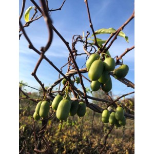 Blu Mini-Kiwi Weiki (femelle) avec des fruits verts sur l'arbuste contre un ciel bleu.
