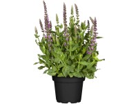 GROW by OBI Steppen-Salbei Salvia nemorosa Blau Topf Ø 13 cm