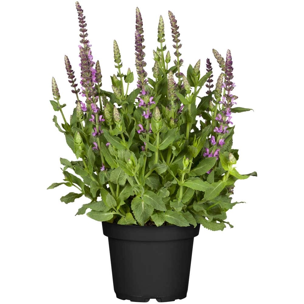 GROW by OBI SteppenSalbei Salvia nemorosa Blau Topf Ø 13 cm kaufen bei OBI