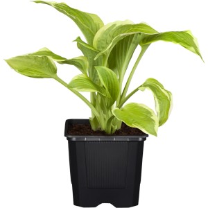 Hosta da giardino in vaso con foglie verdi e bordi chiari, circa 10-20 cm di altezza.
