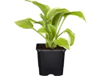 GROW by OBI Garten-Funkie Hosta Topf Ø 13 cm
