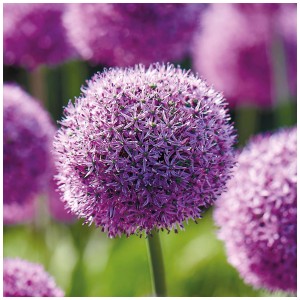 Primo piano di un fiore di cipolla ornamentale viola (Gladiator) di GROW by OBI.