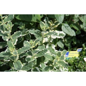 Menthe ananas bio Blu en pot, feuilles vertes bordées de blanc. Herbe aromatique pour thés et desserts.