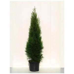 Tuia Smaragd verde smeraldo in vaso, alta 120-140 cm, sempreverde e a crescita densa.