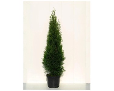 Lebensbaum Smaragd Thuja Topf  30 cm / Hhe 120 - 140 cm